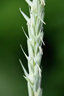 Elymus: Lymegrass