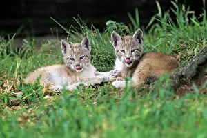 Mamals: Lynx - 2 cubs resting