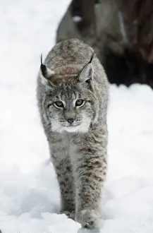Ake Lindau: LYNX