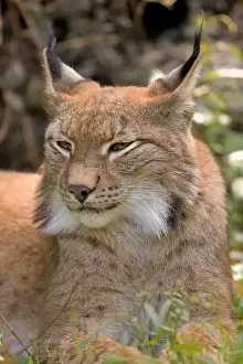 Elegance: Lynx