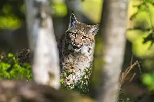 Inquisitive: Lynx - adult animal curiously peering between tree