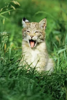 Mamals: Lynx - cub yawning
