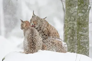 Wald: Lynx, Eurasian lynx, Eurasian lynx (Lynx lynx)