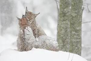 Wald: Lynx, Eurasian lynx, Eurasian lynx (Lynx lynx)