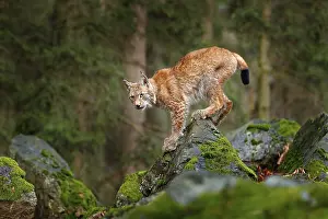 Dangerous: Lynx, Eurasian wild cat walking on green moss stone with