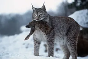 Killing: LYNX - european with rabbit in mouth
