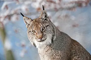 Viewed: Lynx (Felis lynx), portrait, Knuell Wildlife Park