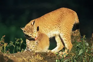 Mamals: Lynx - female licking cub