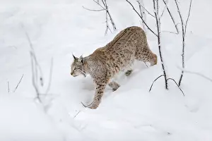 120219: Lynx - Finland
