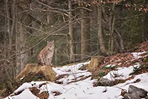 Vision: Lynx lynx Felidae