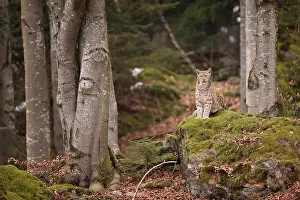 Vision: Lynx lynx Felidae