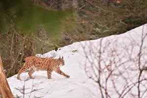 Vision: Lynx lynx Felidae