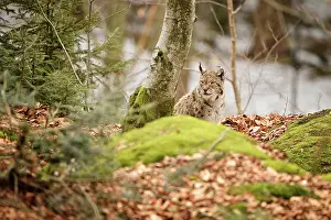 Vision: Lynx lynx Felidae