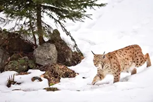 Vision: Lynx lynx Felidae