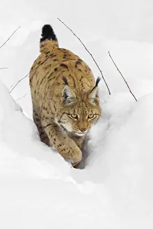Wald: Lynx (Lynx lynx), running through deep snow, Bavarian