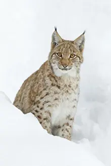 Wald: Lynx (Lynx lynx) sits in the snow, Bavarian Forest