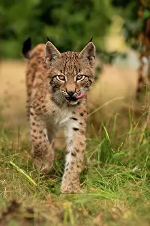 Lick: Lynx (Lynx lynx), young animal running, Rhineland-Palatinate