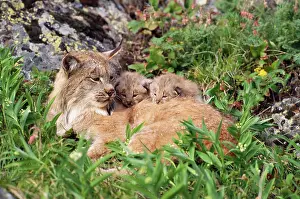 Felix: LYNX - mother with two young kittens