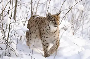 Move: A lynx moves through the snowy forest, the surroundings