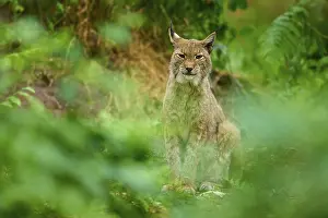 Felinae: Lynx, resting attentively amidst green foliage in the forest