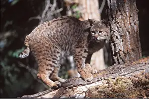 Lynx: LYNX ROUX BOBCAT - on tree