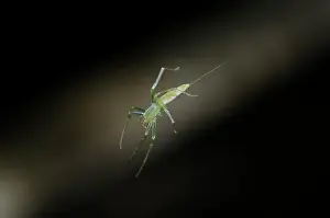 Oxyopidae: Lynx Spider hanging from silk thread - Klungkung