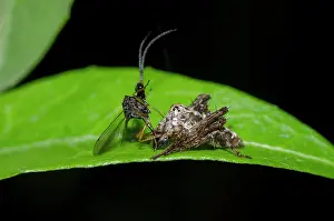 Oxyopidae: Lynx Spider on leaf - with Eucharatid parasitic