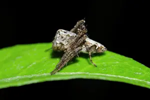 Oxyopidae: Lynx Spider on leaf - Klungkung, Bali, Indonesia