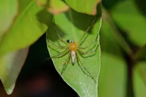Gianyar: Lynx Spider on leaf - Pering, Gianyar, Bali, Indonesia