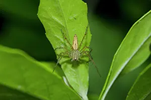 Oxyopidae: Lynx Spider on leaf - Saba, Bali, Indonesia