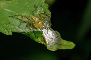 Oxyopidae: Lynx Spider with nest - Saba, Bali, Indonesia