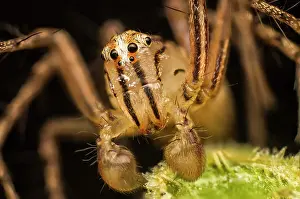 Oxyopidae: Lynx spider (Oxyopidae), Australia