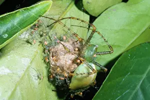 Spiderling: Lynx Spider - protecting spiderlings