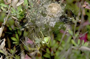 Sack: Lynx Spider and Young