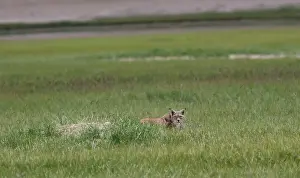 Isabellinus: Lynx standing next to a marmot hole