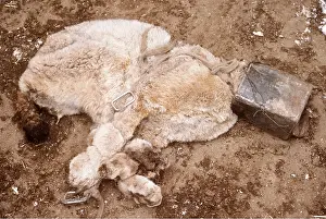 Trapped: Lynx TRAP - trussed by villagers (caught in goat's pen)