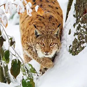 Lynx: Lynx in winter in the open-air animal enclosure i