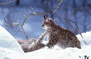 Johan De Meester: Lynx - x two, playing in snow