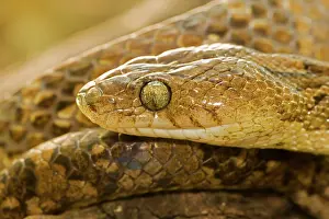 Lyre: Lyre Snake