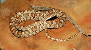 Lyre: Lyre Snake (Trimorphodon biscutatus)