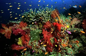 Pseudanthias: Lyre-tail Fairy Basslets - in soft coral