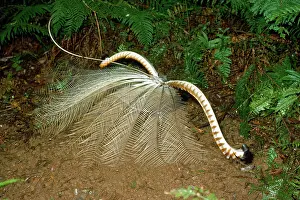 Lyrebird: LYREBIRD - male in full display