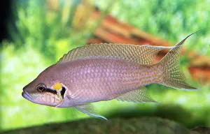 Pulcher: Lyretail Cichlid