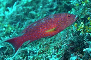 Lyretail: Lyretail Grouper
