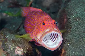 Grouper: Lyretail Grouper