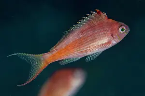 Hawkfish: Lyretail Hawkfish