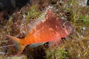 030822: Lyretail Hawkfish - Kubu, Tulamben, Karangasem Regency, Bali