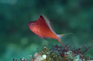 Hawkfish: Lyretail Hawkfish - Sedam dive site, Amed, Bali
