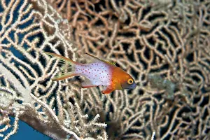 Lyretail: Lyretail Hogfish