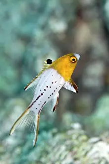 Lyretail: Lyretail Hogfish